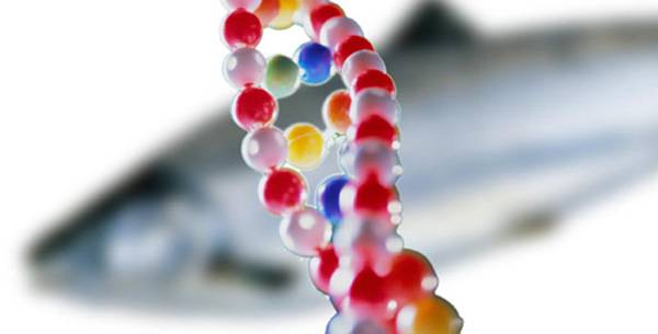 DNA cá hồi