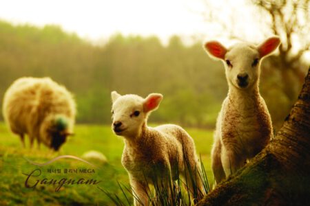 Nhau thai cừu trị nám da có tốt không? Chuyên gia đánh giá như thế nào?
