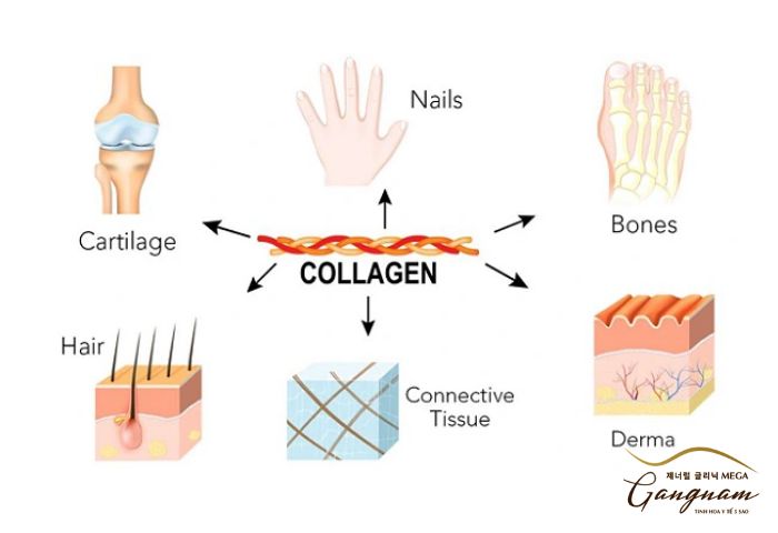 Collagen Mỹ có những loại nào?