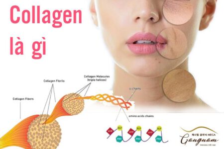 Collagen là gì?