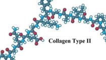 Collagen type 2 có tác dụng gì?