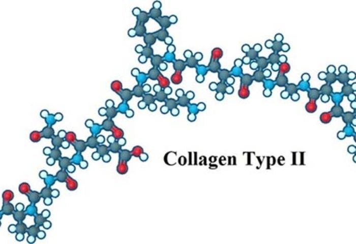 Collagen type 2 có tác dụng gì?