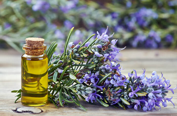 Tinh dầu hương thảo tác dụng giảm viêm