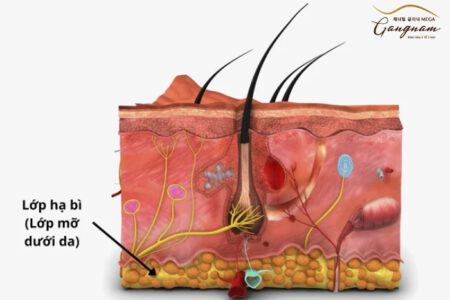 Lớp hạ bì (lớp mô - mỡ dưới da)