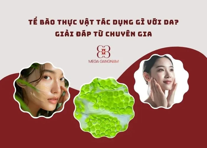 Tế bào thực vật tác dụng gì với da?