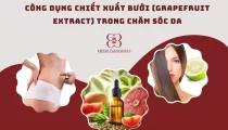 Công dụng chiết xuất bưởi (Grapefruit Extract) trong chăm sóc sức khoẻ và làm đẹp