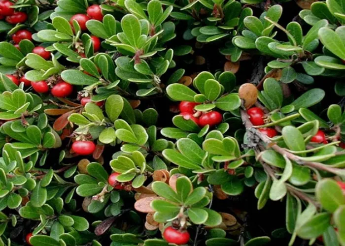 Chiết xuất cây Bearberry (Arctostaphylos Uva-Ursi) là gì?