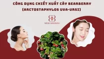 Công dụng chiết xuất cây Bearberry (Arctostaphylos Uva-Ursi) đối với da