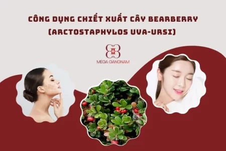 Công dụng chiết xuất cây Bearberry (Arctostaphylos Uva-Ursi) đối với da