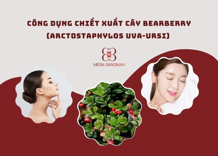 Công dụng chiết xuất cây Bearberry (Arctostaphylos Uva-Ursi) đối với da