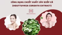 Những lợi ích bất ngờ của chiết xuất cây diếp cá (Houttuynia Cordata Extract) cho làn da