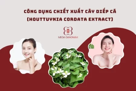 Những lợi ích bất ngờ của chiết xuất cây diếp cá (Houttuynia Cordata Extract) cho làn da