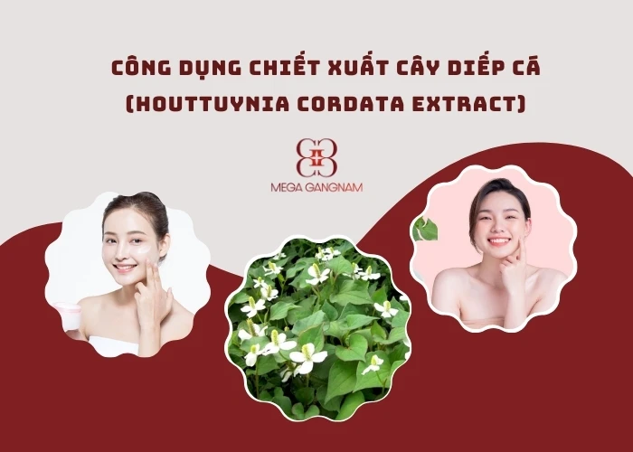 Những lợi ích bất ngờ của chiết xuất cây diếp cá (Houttuynia Cordata Extract) cho làn da