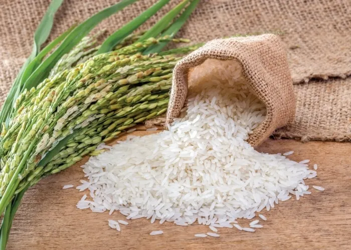 Chiết xuất gạo (Rice Extract) là gì?