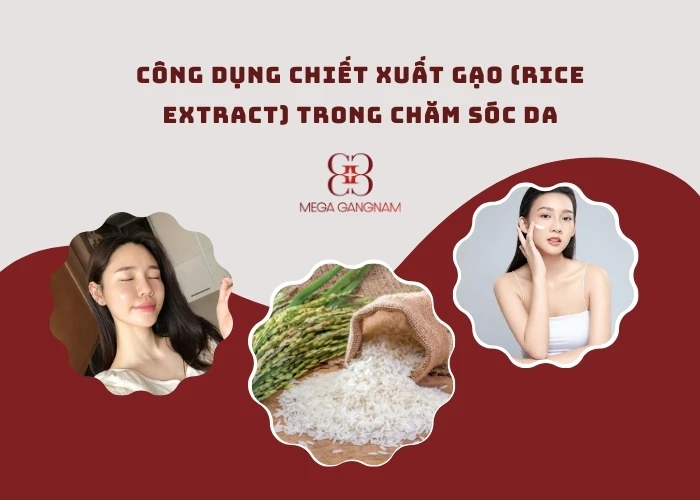 Công dụng chiết xuất gạo (Rice Extract) trong chăm sóc da