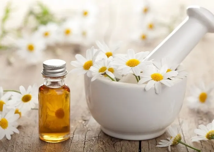 Chiết xuất hoa cúc (Chamomile Extract) là gì?