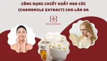 Công dụng chiết xuất hoa cúc (Chamomile Extract) cho làn da