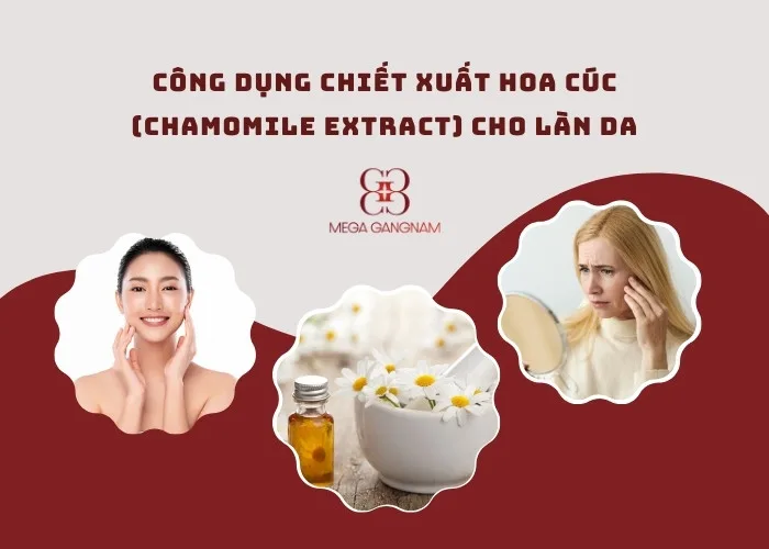 Công dụng chiết xuất hoa cúc (Chamomile Extract) cho làn da