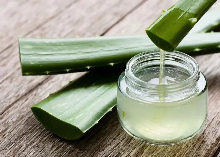 Chiết xuất lô hội (Aloe Vera Extract) là gì?