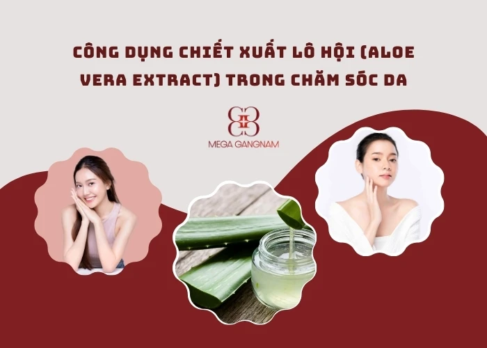 Tác dụng của chiết xuất lô hội (Aloe Vera Extract)