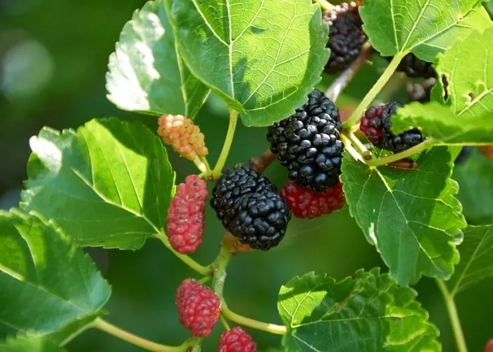 Chiết xuất từ lá dâu tằm Mulberry Extract có tác dụng gì?