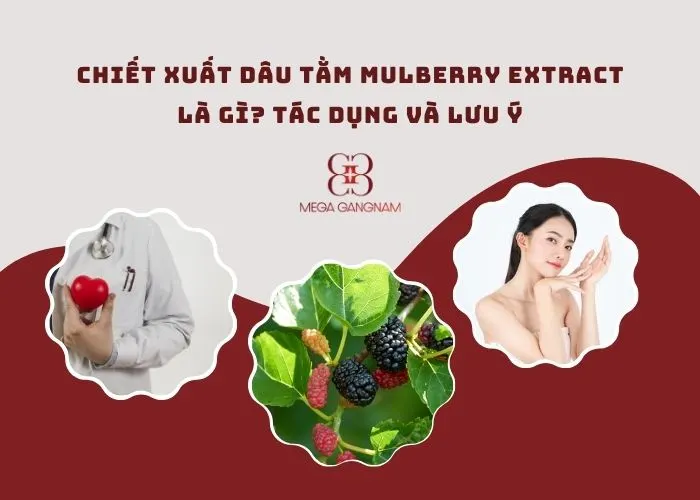 Chiết xuất dâu tằm Mulberry Extract là gì?