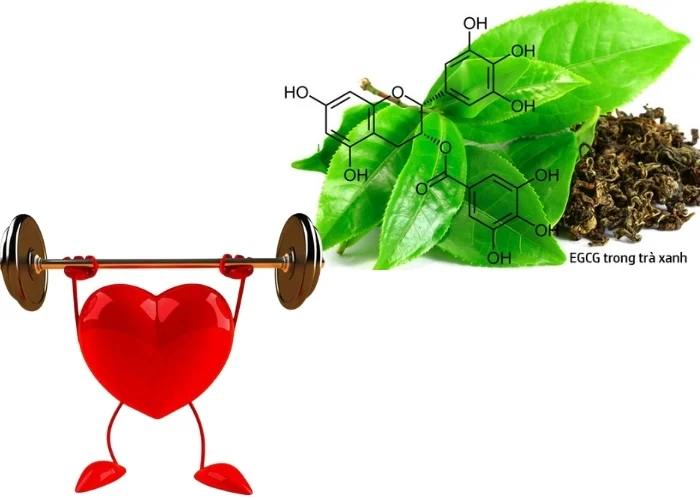 Tác dụng của trà xanh đối với phụ nữ trong hỗ trợ sức khỏe tim mạch